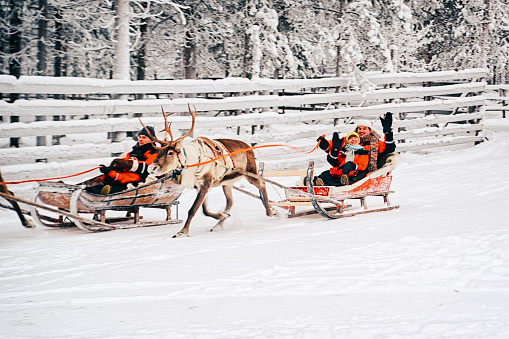 Rovaniemi, Finland - December 30, 2010: Couple greeting spectators during race on the Reindeer sleigh in Finland in Lapland in winter.