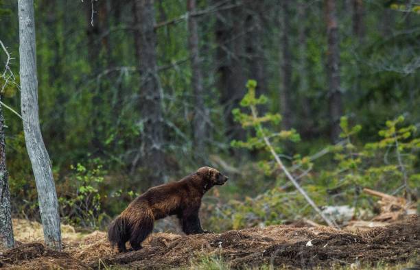 istock Wolverine in wild nature. 1058940818