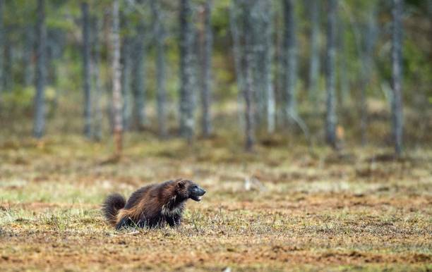 wolverine en la naturaleza salvaje. - wolverine endangered species wildlife animal fotografías e imágenes de stock