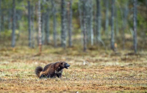 росомаха в дикой природе. - wolverine endangered species wildlife animal стоковые фото и изображения