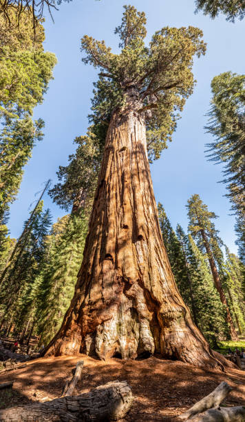 istock General Sherman Tree in Sequoia National Park, California 1058940936