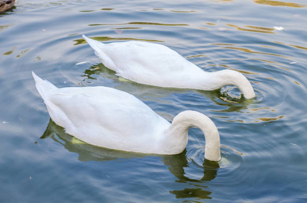 Two white swans dived in a pond together.