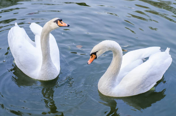 istock Two white swans swims in a pond together. Closeup 1058941470