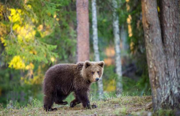 istock Young Brown Bear in summer forest 1058941668