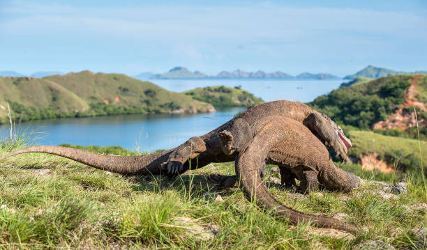 istock The Fight of Komodo dragons 1058948944