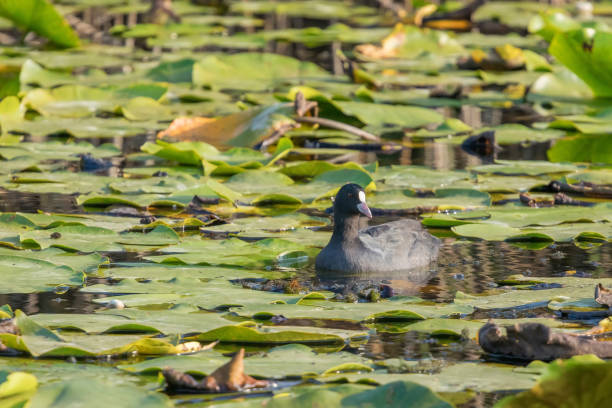 istock Eurasian Coot, black duck, Common coot (Fulica atra) 1058950658