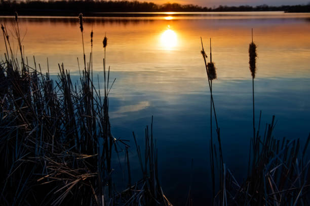 istock Reeds in the Sun 1058952030