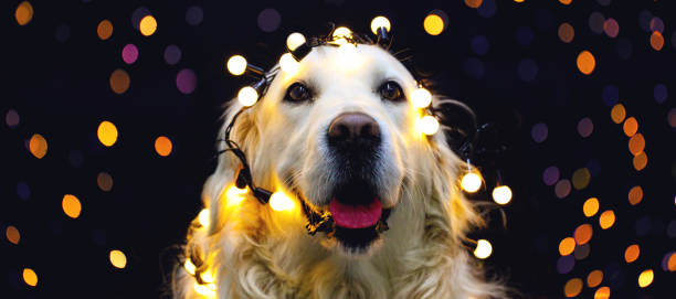 Golden retriever dog with red hat