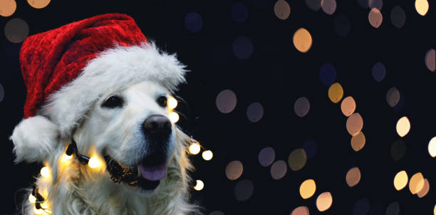 istock Golden retriever dog with red hat 1058952496