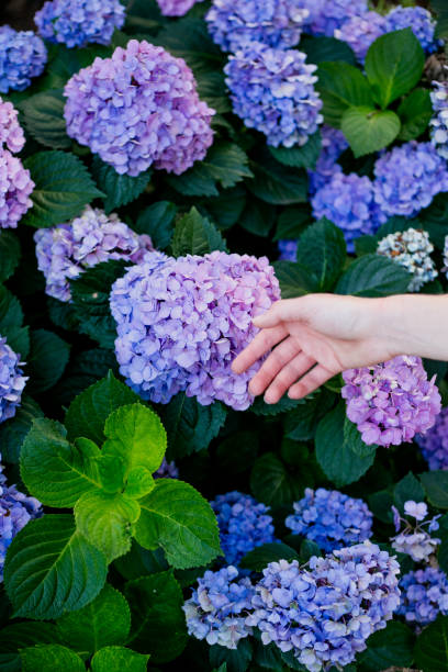 istock Hand on purple flowers 1058953620