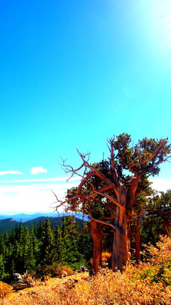 istock Panoramic view of Mt Goliath (Photo 2) 1058953660