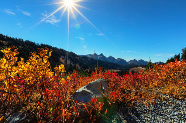 Fall colors with sun flare at Mt Rainier, Washington State