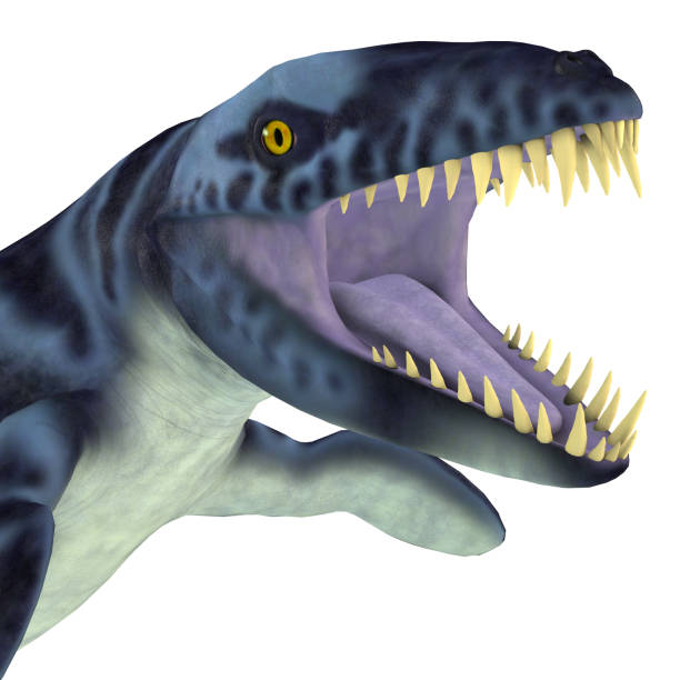 istock Dakosaurus Marine Reptile Head 1058961018