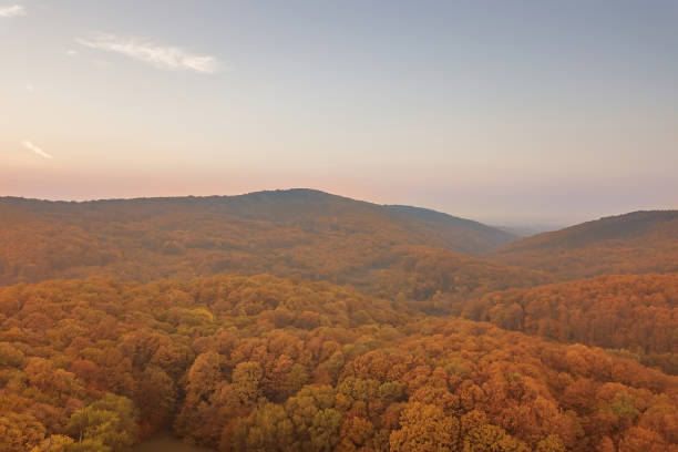 istock Autumn forest colorful trees and leafs aerial view 1058961082