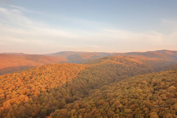 istock Autumn forest colorful trees and leafs aerial view 1058961266