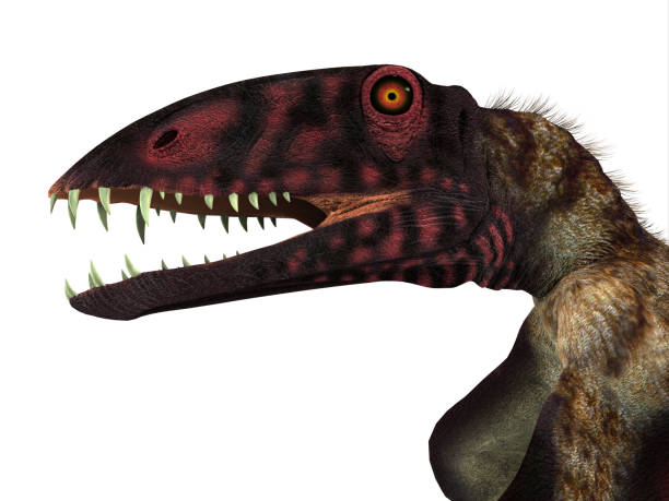 Desmatosuchus 恐竜の頭 - アメリカ合衆国のストックフォトや画像を