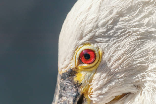 istock Spoonbill close up portrait. Common spoonbill (Platalea leucorodia) 1058965488