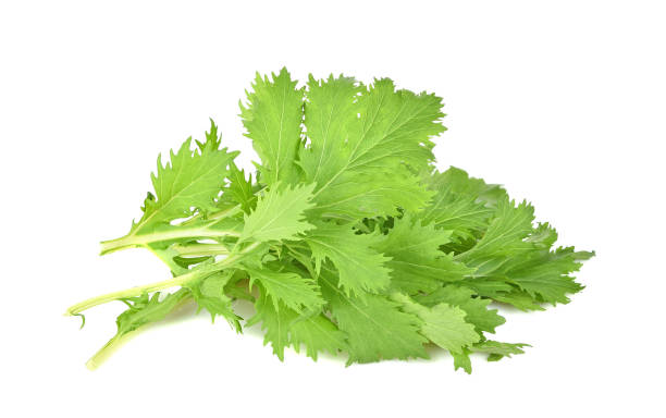 istock Fresh mizuna vegetable isolated on white background 1058966656