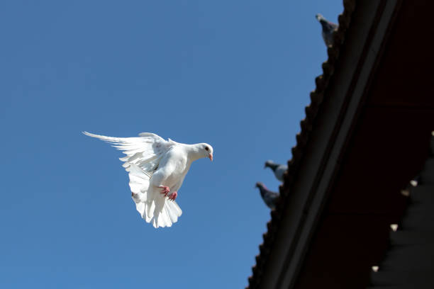 White dove is standing on the middle of the street.Hvar Island - Croatia.