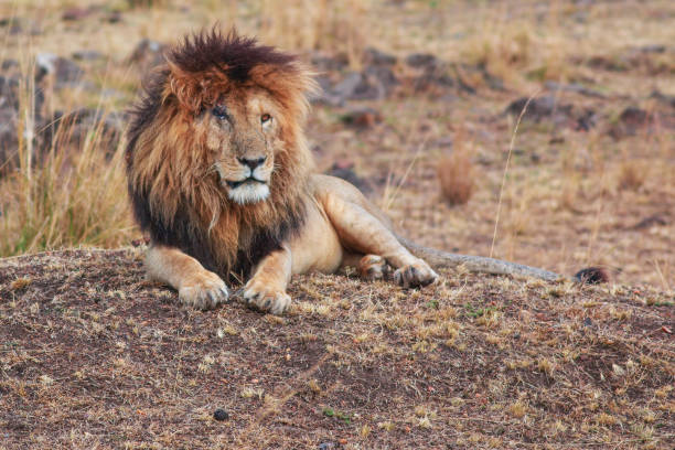 Lion - The King Scarface, the Masai Mara king hyena photos stock pictures, royalty-free photos & images