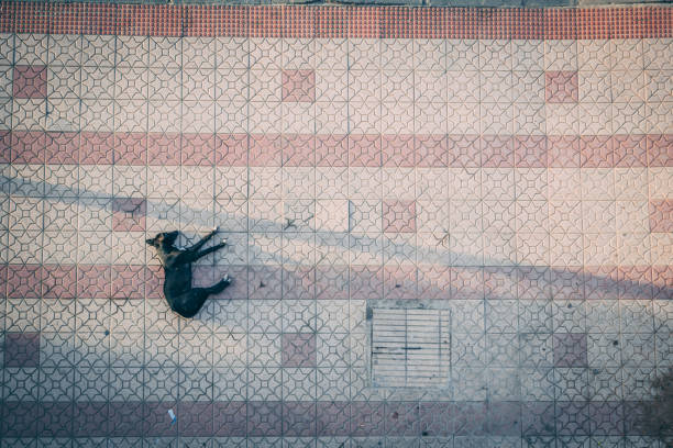 istock Aerial shot for sleeping dog 1058968538