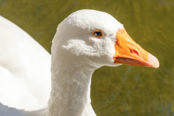 istock Close up Portrait of a White goose 1058968734