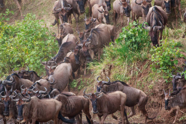 istock Wildebeest descending the Mara River bank 1058970720