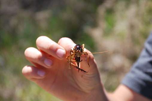 Kiwi Child holding out a dead New Zealand Native Weta Insect