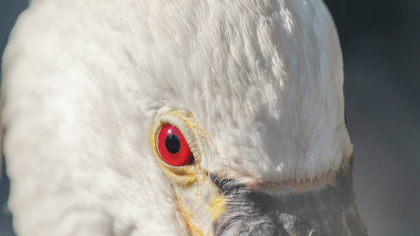 istock Spoonbill close up portrait. Common spoonbill (Platalea leucorodia) 1058978022