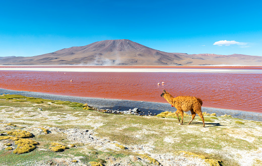 One llama walking by the Red Lagoon (Laguna Colorada) located near the Uyuni Salt Flat, Bolivia.