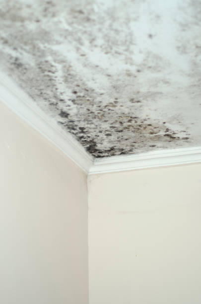 istock Fungus mold close up ceiling corner humid 1058985884