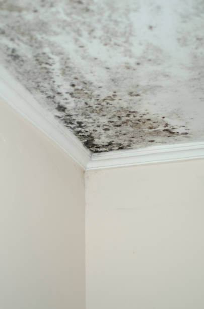 istock Fungus mold close up ceiling corner humid 1058985888