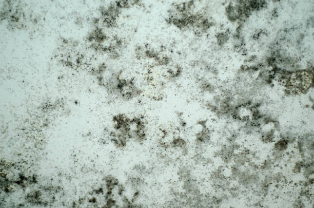 istock Fungus mold close up wall humid humid plaster humid 1058985896
