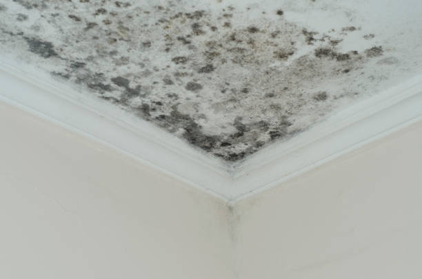 istock Fungus mold close up roof corner humid 1058985902