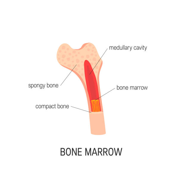 Bone Marrow Vector Concept Stock Illustration - Download Image Now - Bone  Marrow, Diagram, Internal Organ - iStock