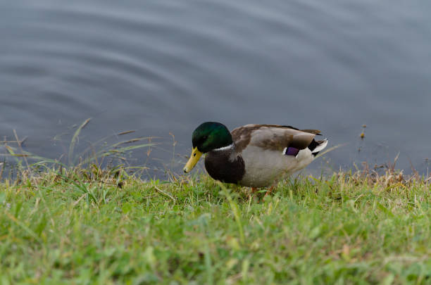 istock beautiful drake on the lake 1058987888