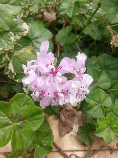 istock Beauty in Nature Gardens. 1058987980