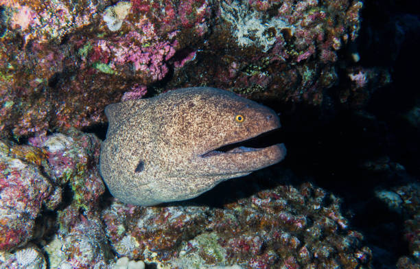 istock Eels of Hawaii 1058989034