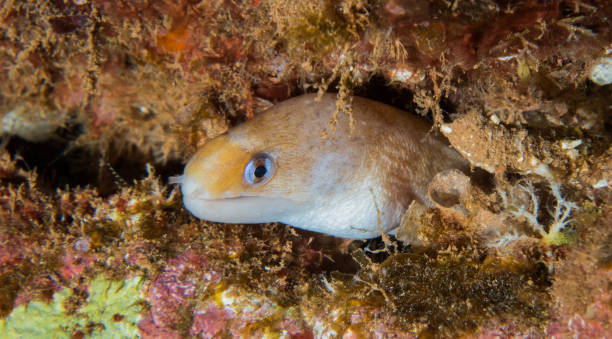 Eels of Hawaii A few different species of eels found in Hawaiian waters yellow margined moray eel stock pictures, royalty-free photos & images