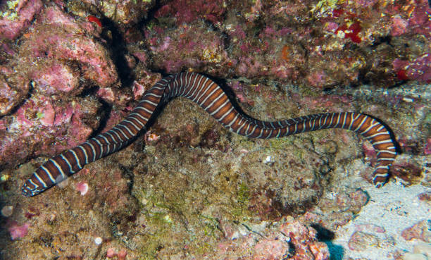 istock Eels of Hawaii 1058989070