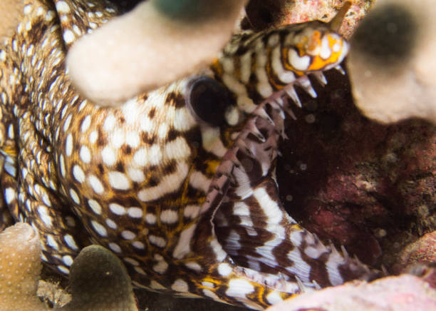 istock Eels of Hawaii 1058989110