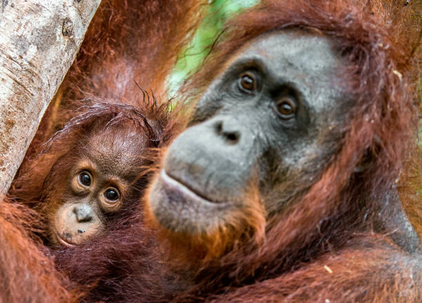 어머니 오랑우탄 그리고 자연 서식 지에서 새끼입니다. - young animal orangutan mother ape 뉴스 사진 이미지
