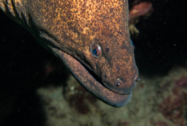 istock Eels of Hawaii 1058989154
