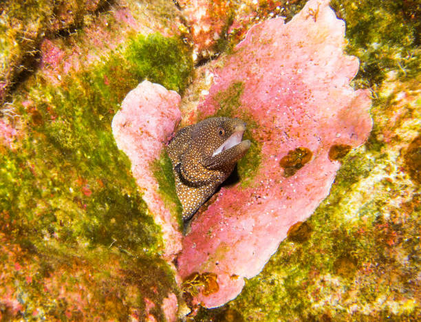 Eels of Hawaii A few different species of eels found in Hawaiian waters yellow margined moray eel stock pictures, royalty-free photos & images