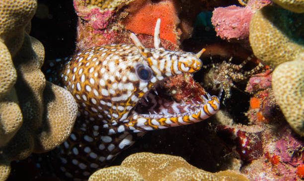 istock Eels of Hawaii 1058990218
