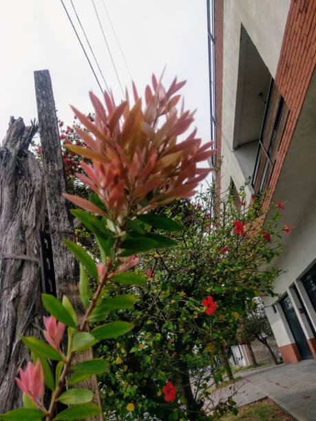 Beauty in Nature Gardens.