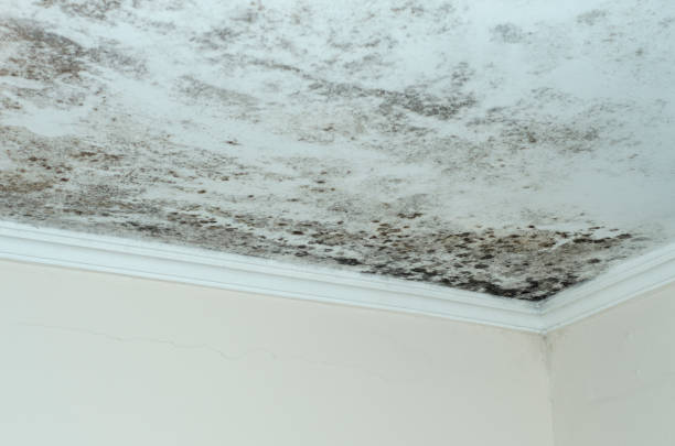istock Fungus mold close up ceiling corner humid 1058990820
