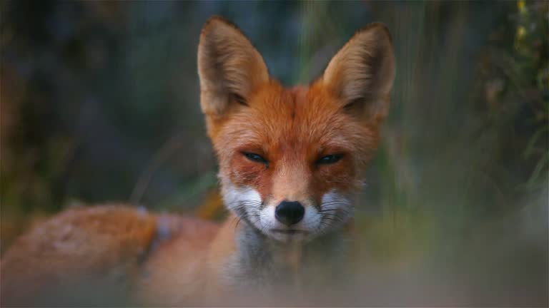 Fox in summer