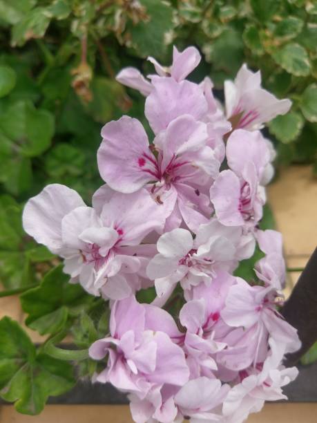 istock Beauty in Nature Gardens. 1058995080
