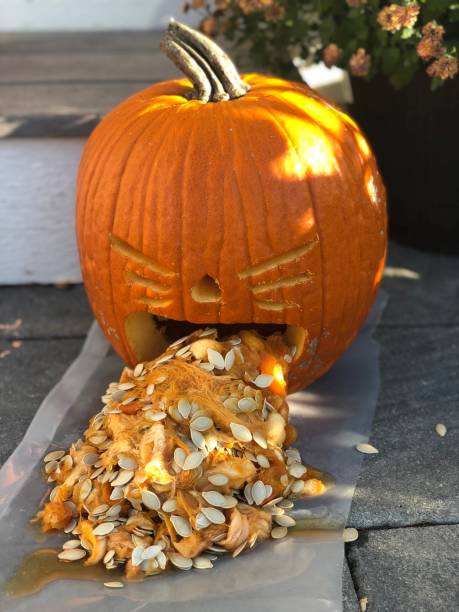Carved Halloween Pumpkin throwing up seeds Carved pumpkin for Halloween decorations throwing up seeds throwing up pumpkin stock pictures, royalty-free photos & images
